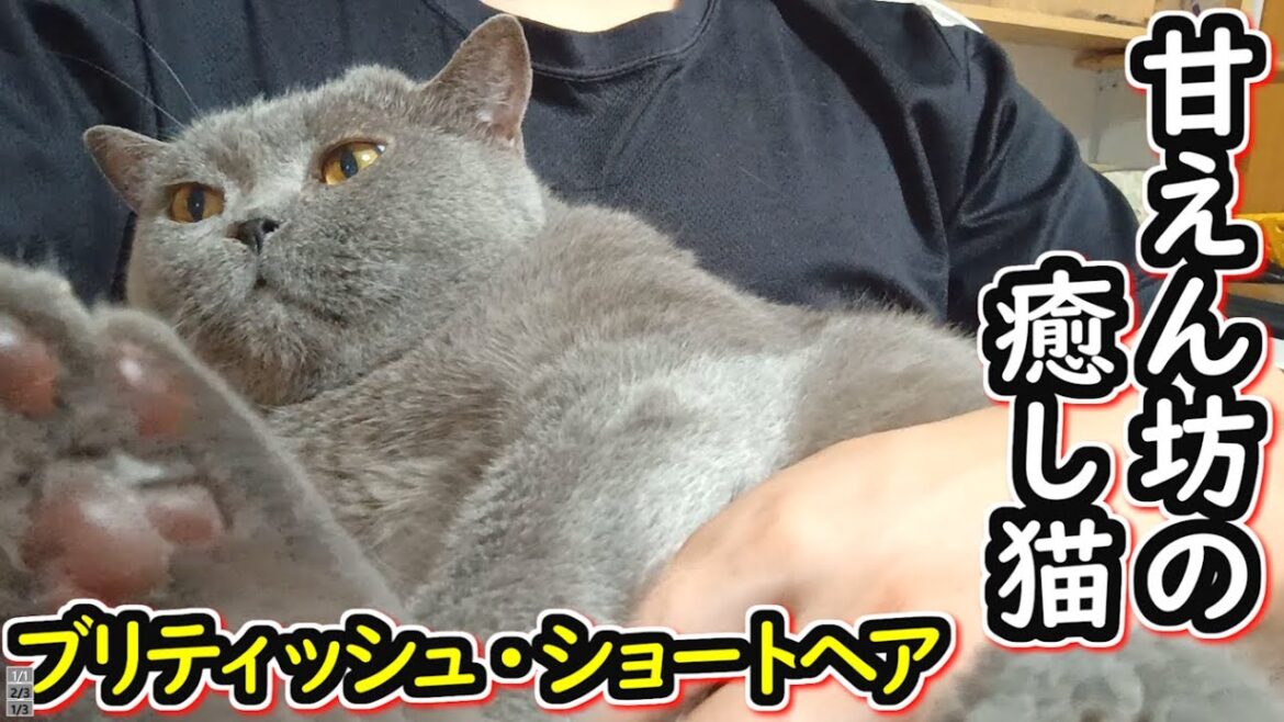 【保護猫】甘えん坊の癒し猫　ブリティッシュショートヘアとのんびり過ごす【ねこのいる暮らし】