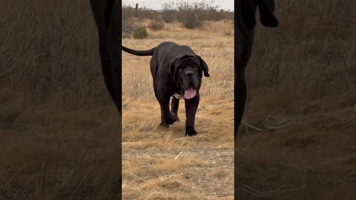ナポリタン・マスティフが3歳になりました #mastiff #canecorso #neapolitanmastiff #americanbully