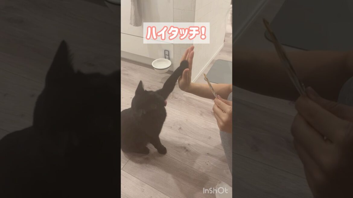 芸ができる賢い黒猫ボンベイ　#子猫 #ねこ #ねこ動画 #ねこのいる生活 #ねこのいる暮らし #猫好きさんと繋がりたい #猫 #cat #bombay #かわいい #癒やし #天才 #トレーニング