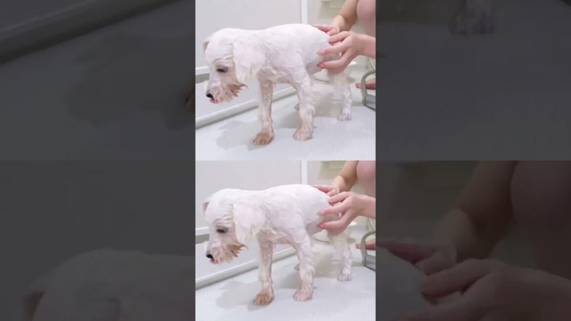 はじめてのシャワー #puppy #子犬 #犬のいる生活 #dog #pets #シュナウザー はじめてのシャワー #puppy #子犬 #犬のいる生活 #dog #pets #シュナウザー