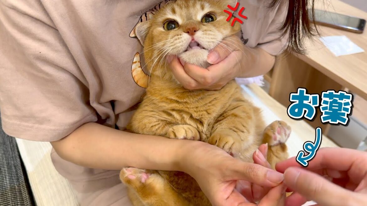 賢すぎる猫にあの手この手で薬をあげるのが大変すぎた… 賢すぎる猫にあの手この手で薬をあげるのが大変すぎた…