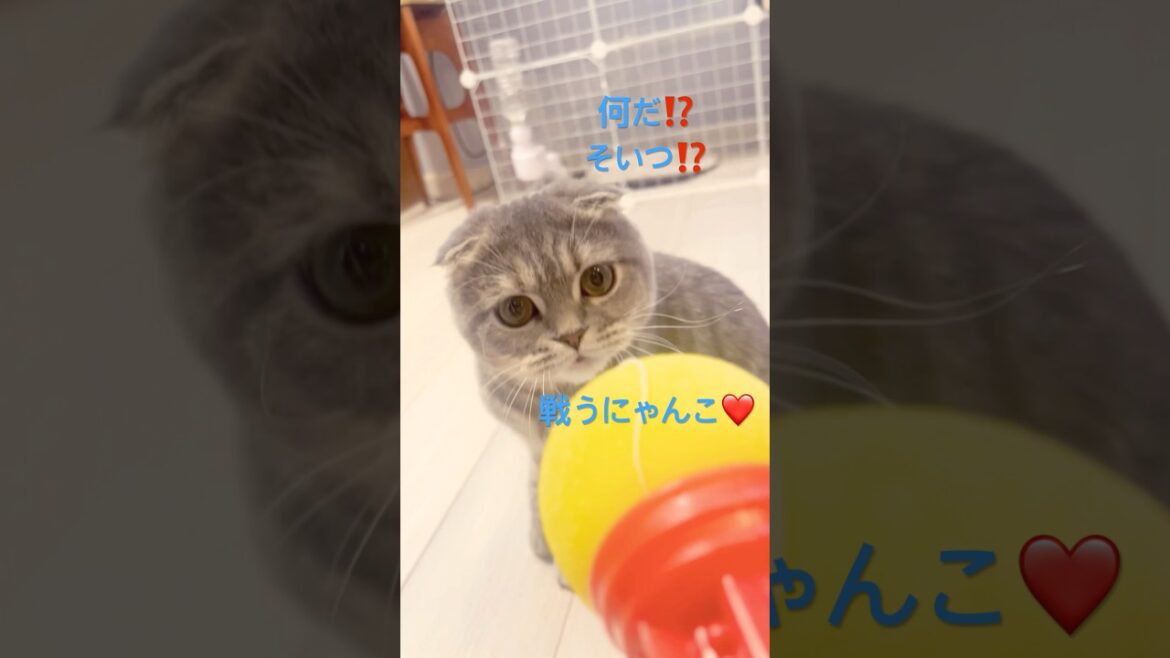 スポンジピストル🔫と戦う‼️#スコティッシュフォールド #おもちゃ #可愛い #猫のいる暮らし