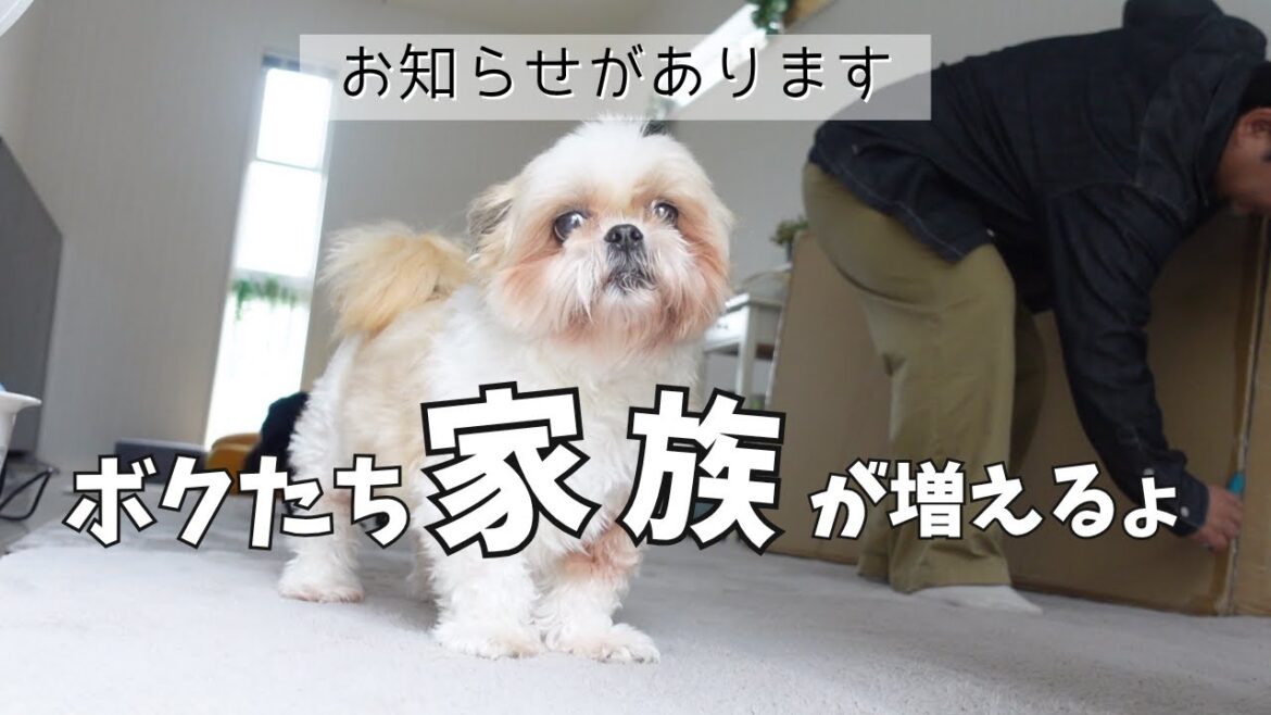 新しい暮らしの始まり。犬たちと作ったニトリの家族のテーブルwww～多頭飼い～チワワ シーズー ミニチュアピンシャー トイプードル