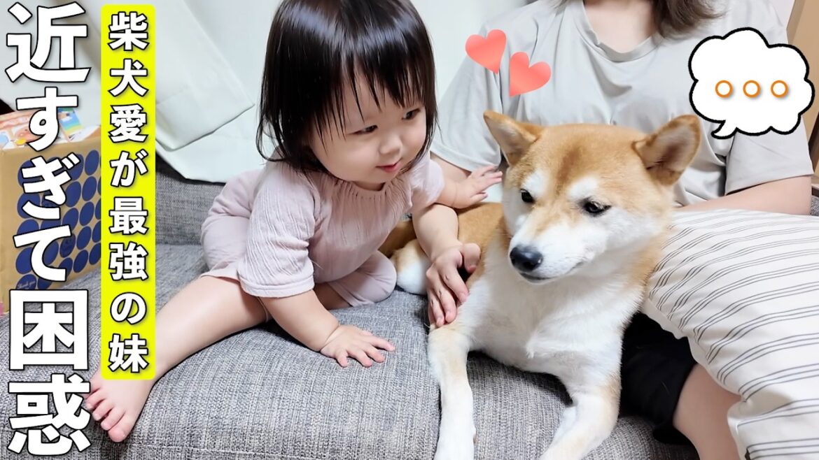 柴犬愛が強すぎて暴走する2歳娘がこちらです笑