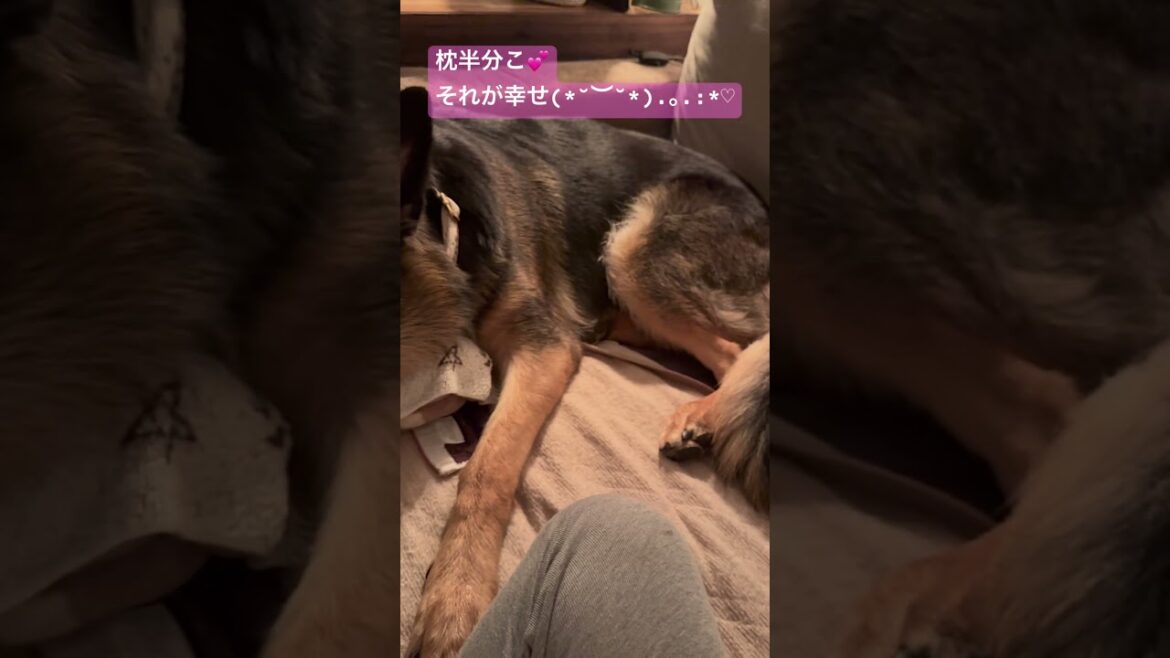 【ジャーマンシェパード】おやすみ♥️ #cute #angel #germanshepherd #ジャーマンシェパード #大型犬 #大型犬のいる生活