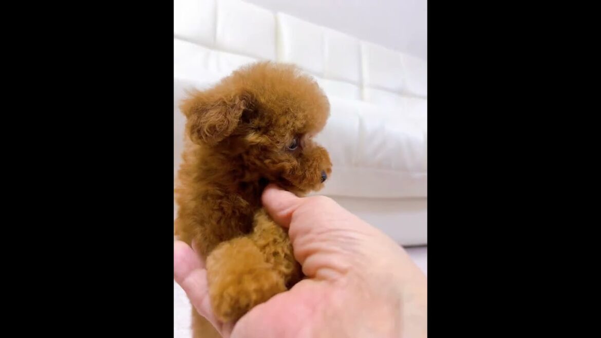 JPJL78911 #トイプードル #toypoodle #癒し #puppy #可愛い