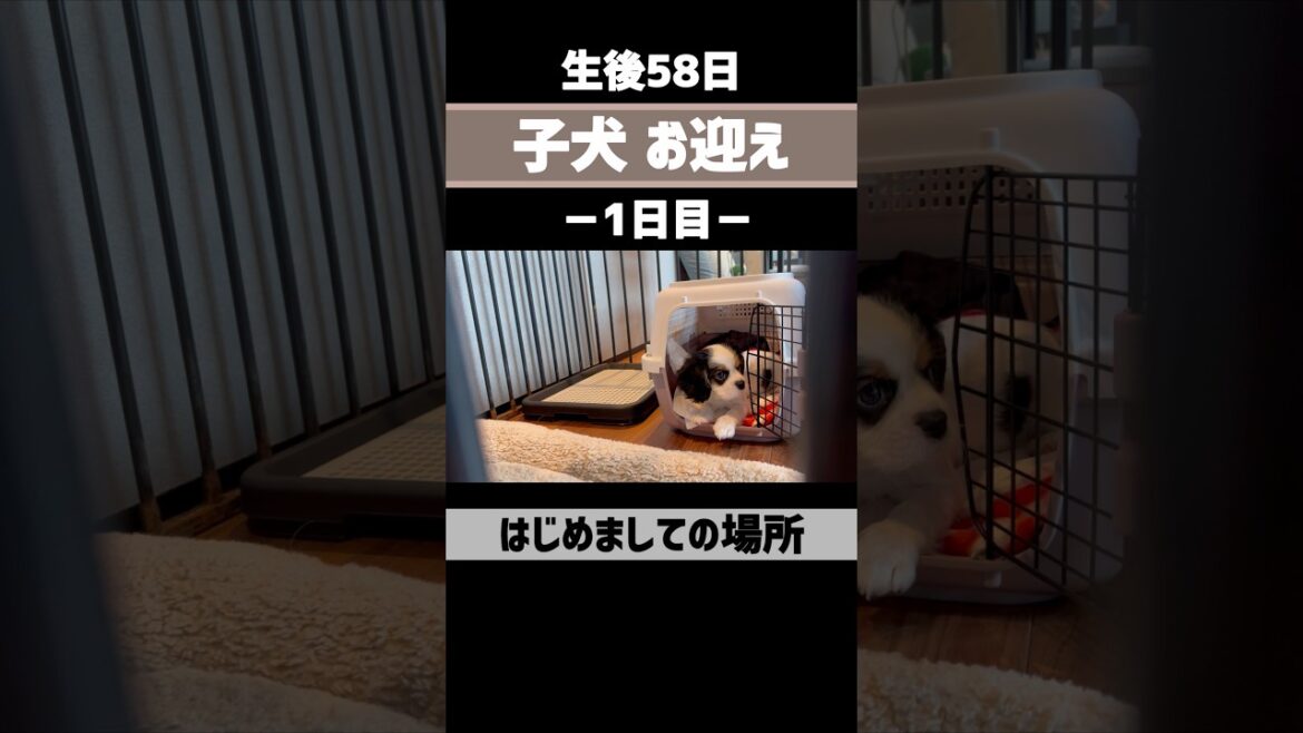 【子犬】生後58日お迎え当日 #キャバリア #shorts