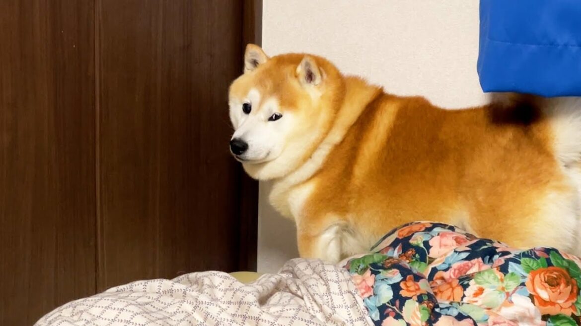 少し困ったときは「助けて」とまでは言わないが、家族のほうを激しくチラ見はする柴犬