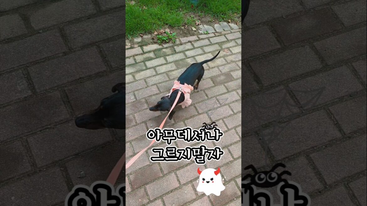 비오고 난뒤 산책길..까미야 그르지 말자요 #닥스훈트 #강아지 #reelsfun