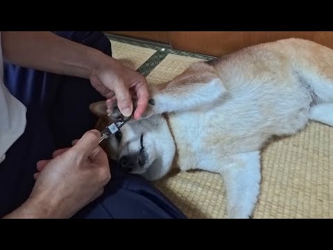 無抵抗柴犬と不器用おっさんの爪切り 無抵抗柴犬と不器用おっさんの爪切り