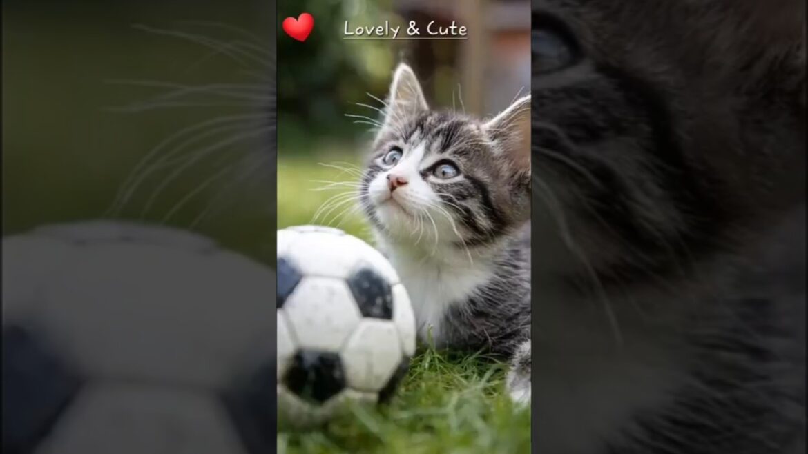 Adorable Pets Playing with ball ⚽️