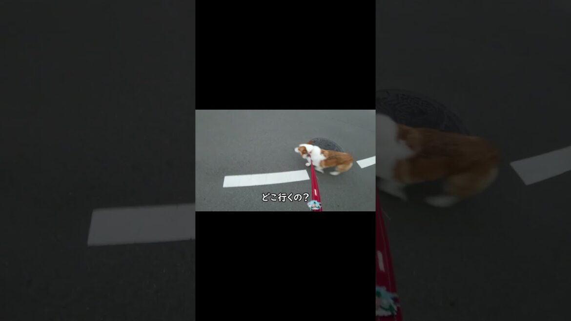 【散歩】ワンコと遭遇したコーギー#Shorts #コーギー