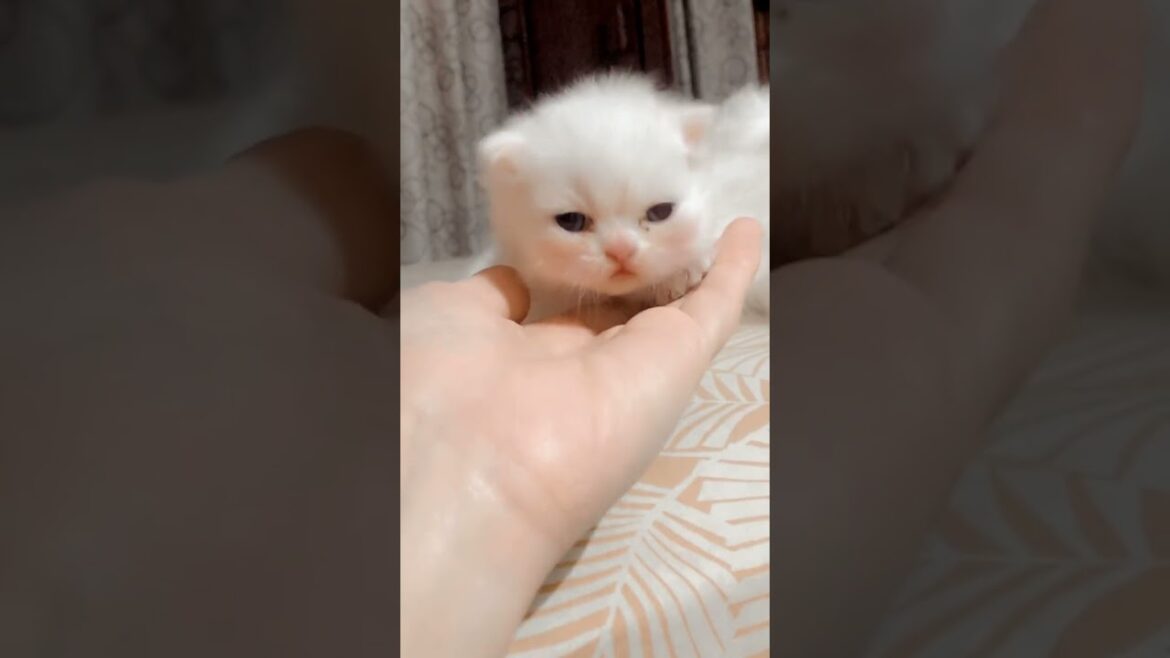 cute little baby of 15 days 🥰♥️♥️ #cat #cute #kitten #cutecat #子ネコ #赤ちゃん #kucinganggoralucudanimut