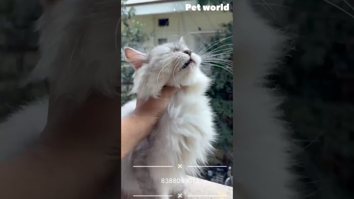 Persian kittens available kolkata low price #shorts #turkishcat #westbengal #kitten #catsworld