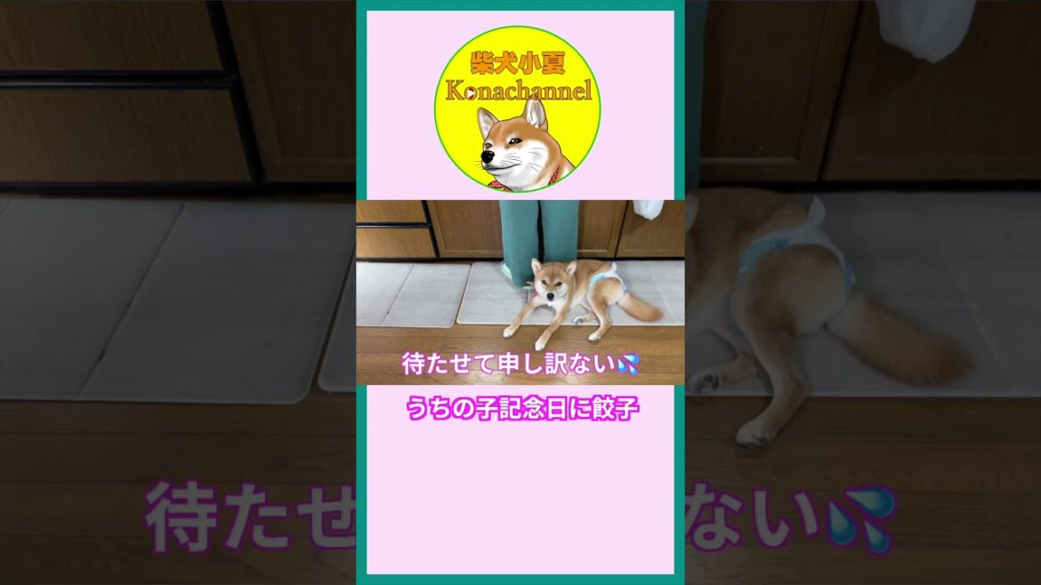 うちの子記念日に餃子をいただきます #shiba #柴犬 #神戸 #shibainu #癒し #料理 うちの子記念日に餃子をいただきます #shiba #柴犬 #神戸 #shibainu #癒し #料理