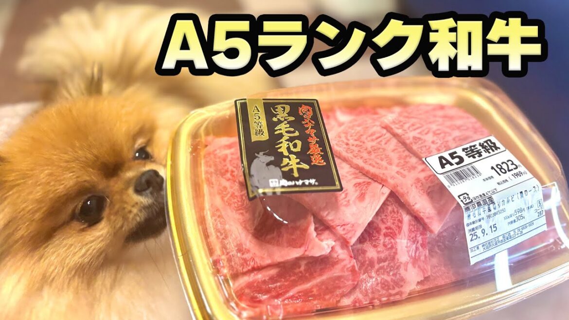 初めて高級和牛を食べたポメラニアンがこうなりました 初めて高級和牛を食べたポメラニアンがこうなりました
