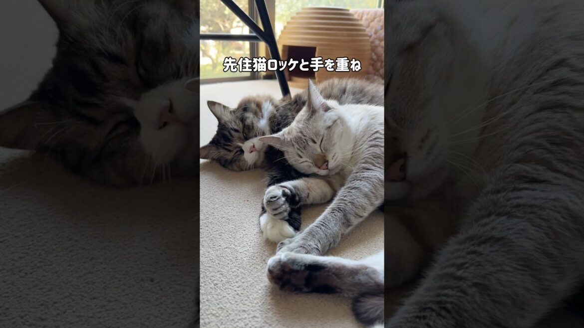 庭に現れた元野良猫くう|家猫になり1年後|とある昼の過ごし方|先住猫ロッケに信じられないほど可愛がられてお昼寝してる #shorts 庭に現れた元野良猫くう|家猫になり1年後|とある昼の過ごし方|先住猫ロッケに信じられないほど可愛がられてお昼寝してる #shorts