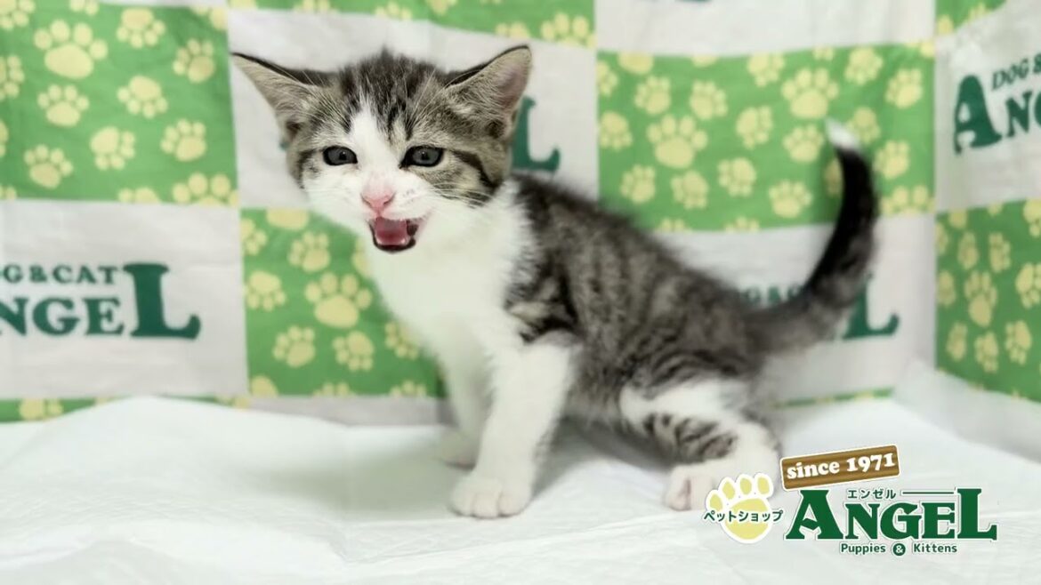スコティッシュフォールド 2510031 【ペットショップエンゼル　子犬・子猫販売】