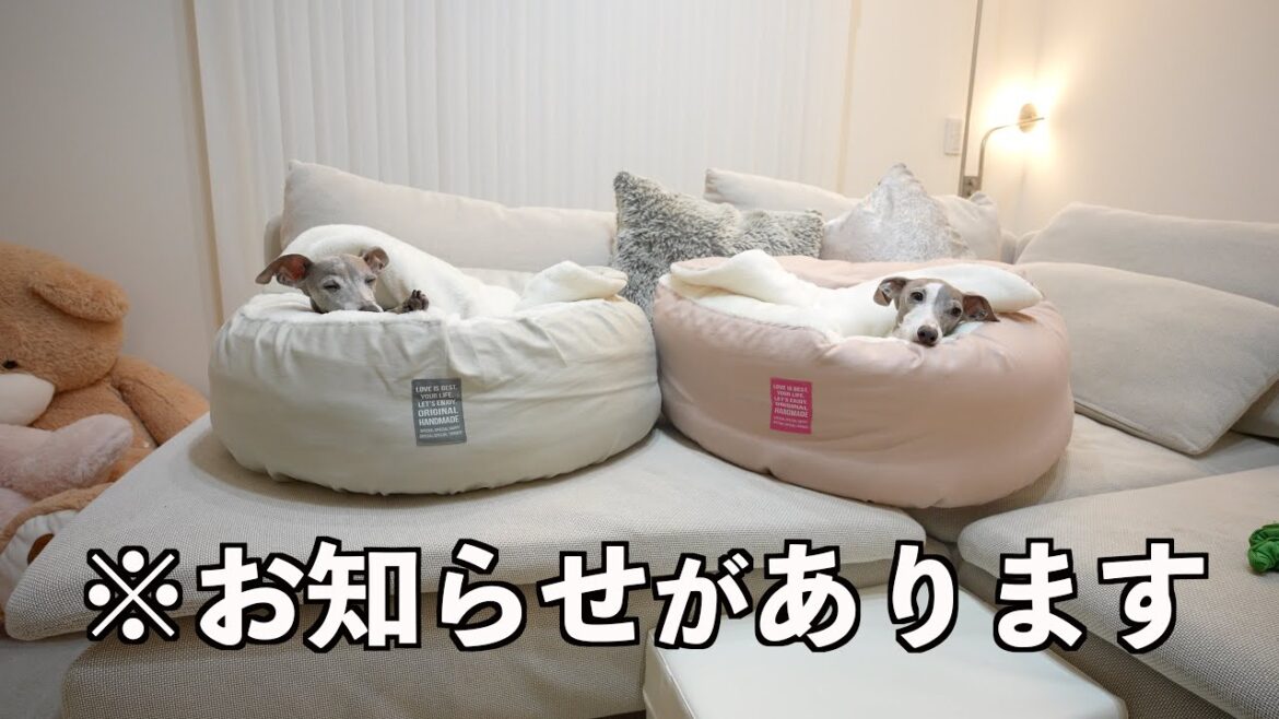 グレン家から大切なご報告があります! グレン家から大切なご報告があります!