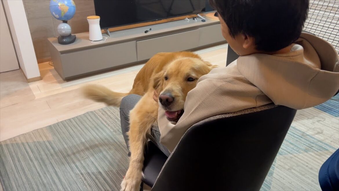 パパの膝の上を愛犬から奪ったら、大変なことになってしまいました、、、
