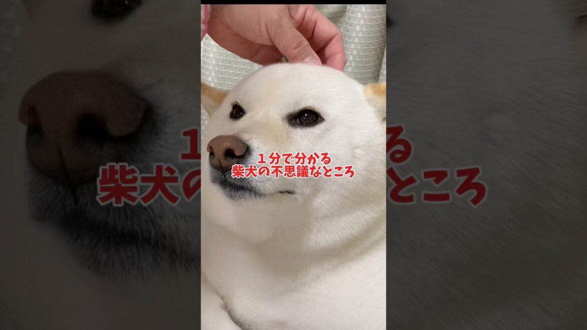【１分で分かる】柴犬の不思議なところ❓　#shorts #柴犬 #犬 #dog