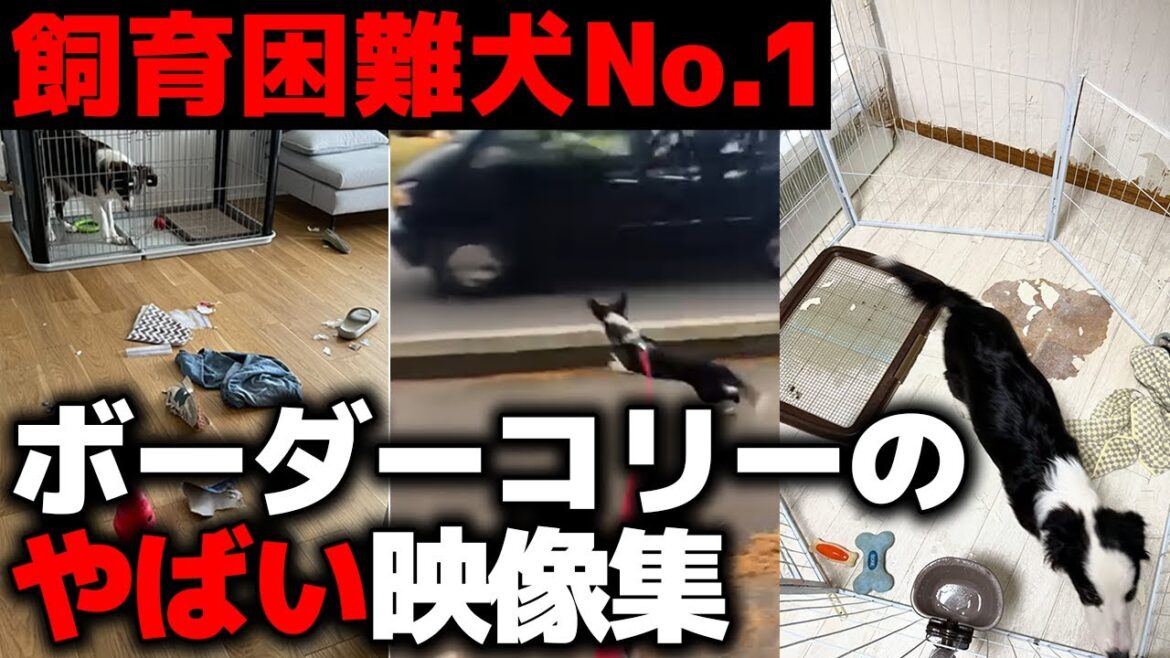 【衝撃映像】これを見てもボーダーコリーを飼いたいと思えますか?|現役飼い主たちから集めた“地獄の現実”集お見せします 【衝撃映像】これを見てもボーダーコリーを飼いたいと思えますか?|現役飼い主たちから集めた“地獄の現実”集お見せします