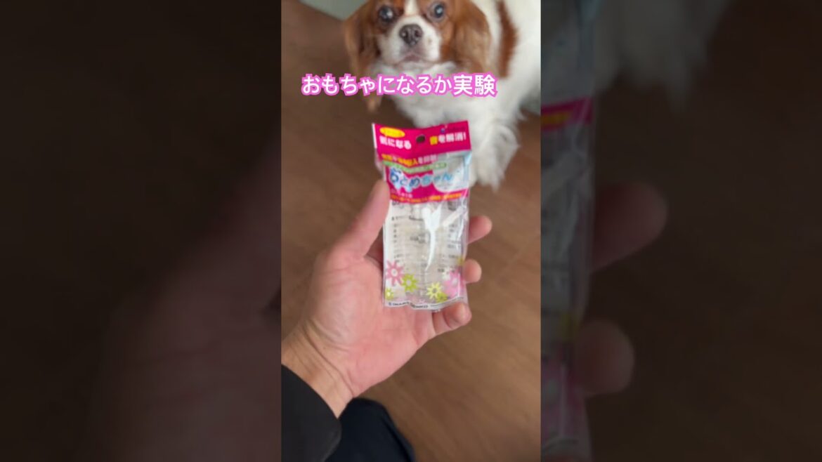 エアカットバルブ(音止ちゃん)はキャバリアキングチャールズスパニエルさんのおもちゃになるか実験してみたところ エアカットバルブ(音止ちゃん)はキャバリアキングチャールズスパニエルさんのおもちゃになるか実験してみたところ