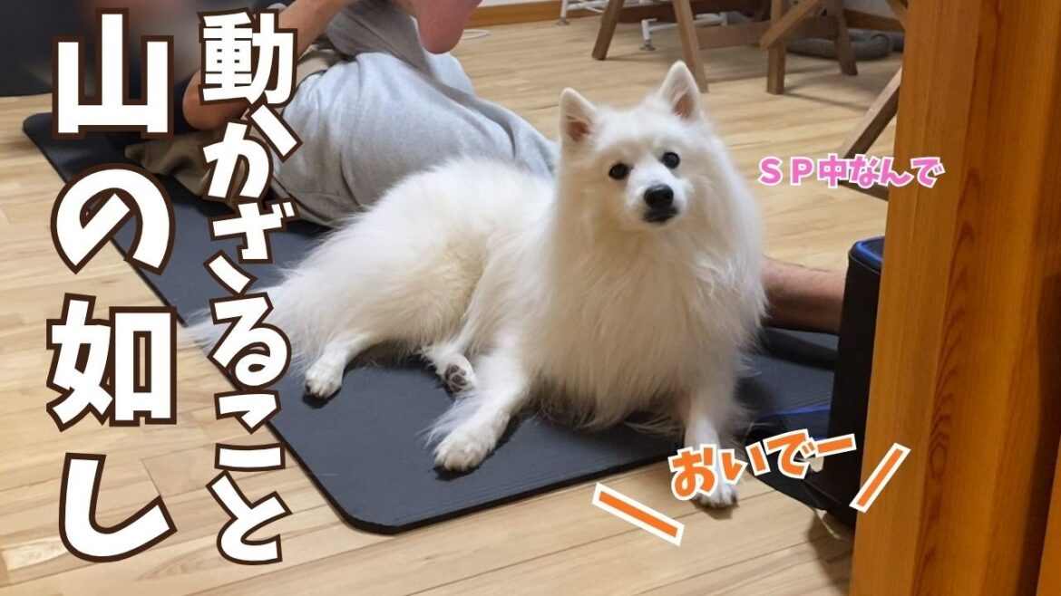 【忠犬の見守り】ママが呼んでも来ないがパパが呼んだら来るシステムな日本スピッツ