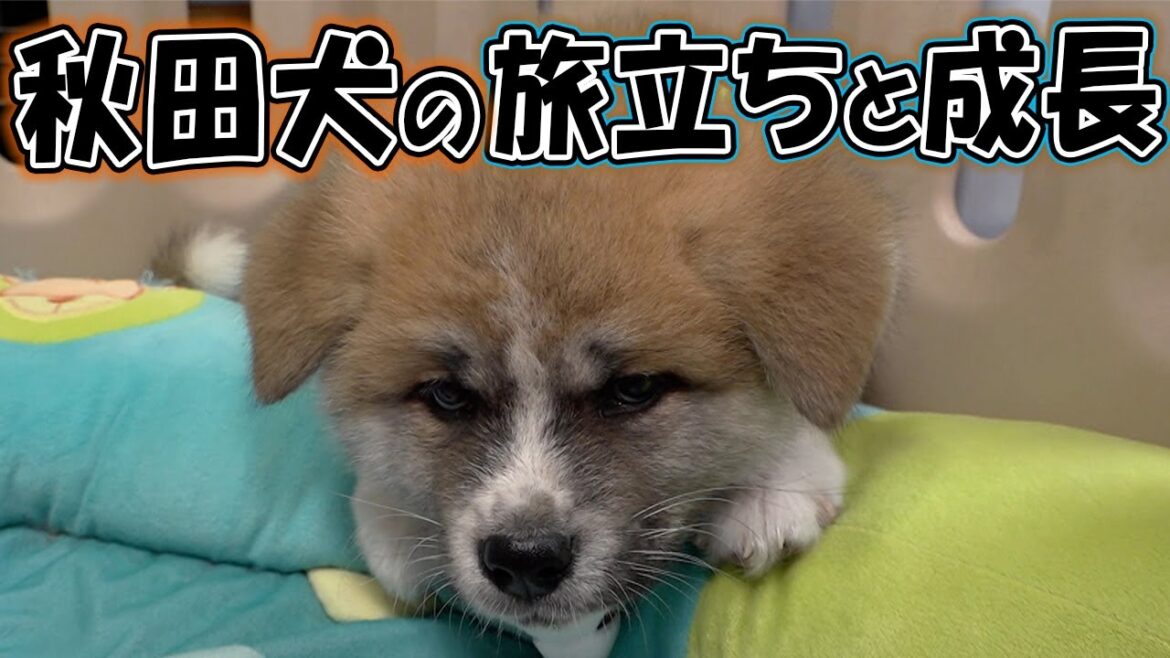 可愛すぎる秋田犬の子犬
