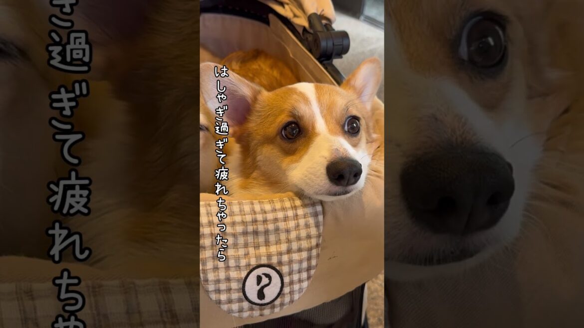 カートも引いてくれるほど頼りになったそっちゃん、いつまで一緒に出掛けてくれるかなぁ😔って思ってるコーギーズの心の声を代弁してみるました🥺 #コーギー #コーギー多頭飼い #仲良し #犬と子供