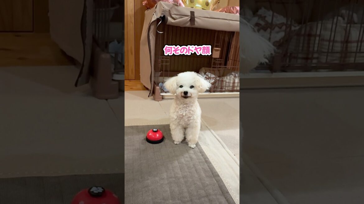 鳴らせたつもりのドヤ顔が可愛すぎるトイプードル #shorts #元保護犬 #可愛い犬