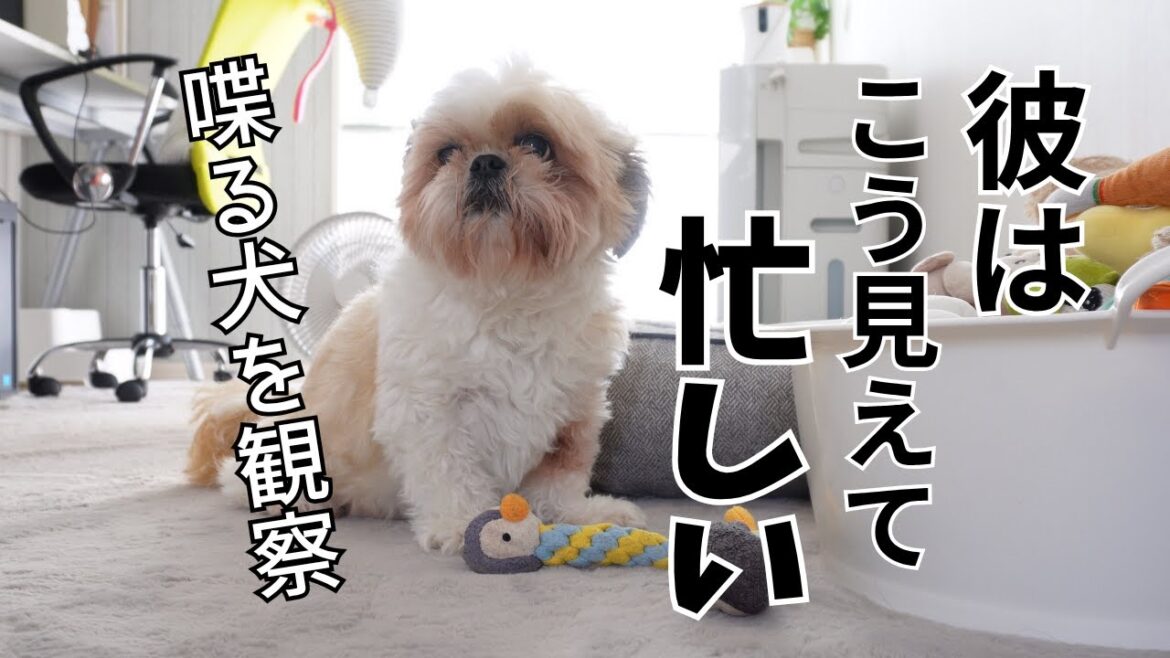 【シーズー】マイペースな犬を観察してみたら実は非常に忙しそうだwww~多頭飼い~チワワ シーズー ミニチュアピンシャー トイプードル 【シーズー】マイペースな犬を観察してみたら実は非常に忙しそうだwww~多頭飼い~チワワ シーズー ミニチュアピンシャー トイプードル