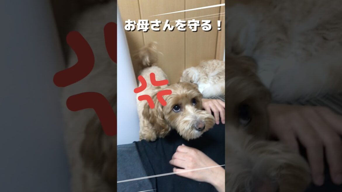 お母さんを守るトイプードルとヨークシャテリアのミックス犬　#トイプードル #ヨークシャテリア #犬のいる生活 #dog