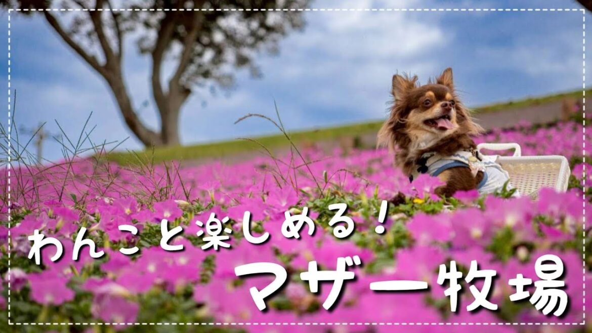 【チワワの休日】わんこと楽しめるマザー牧場に行ってみた🐄ドッグランあり🐶ひつじの大行進🐑【チワワ】【チョコタン】