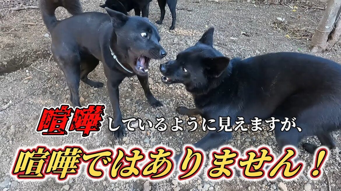 甲斐犬の体力・ジャンプ力・激しい遊び方をお見せします! 甲斐犬の体力・ジャンプ力・激しい遊び方をお見せします!