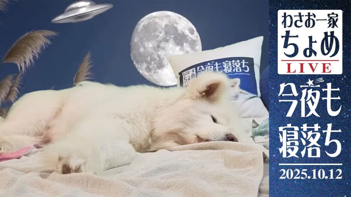 UFO論争決着！？ 10/12 わさお一家 ちょめ  長毛秋田犬 おやすみ配信  #wasao_official
