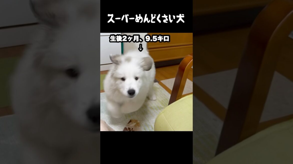 子犬でもおっきくなってもめんどい愛犬　#greatpyrenees #癒し #大型犬のいる生活 #大型犬と暮らす #グレートピレニーズ #犬のいる生活 #ペット #愛犬 #可愛い