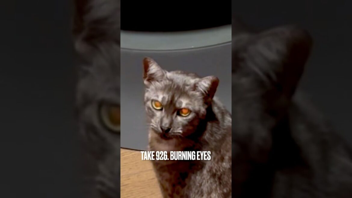 10/11 #薪ストーブ点火🔥 携帯を見つめるすすの #目が燃えてる ‼️@rika_ofen #burningeyes #egyptianmaucat #エジプシャンマウ #shorts
