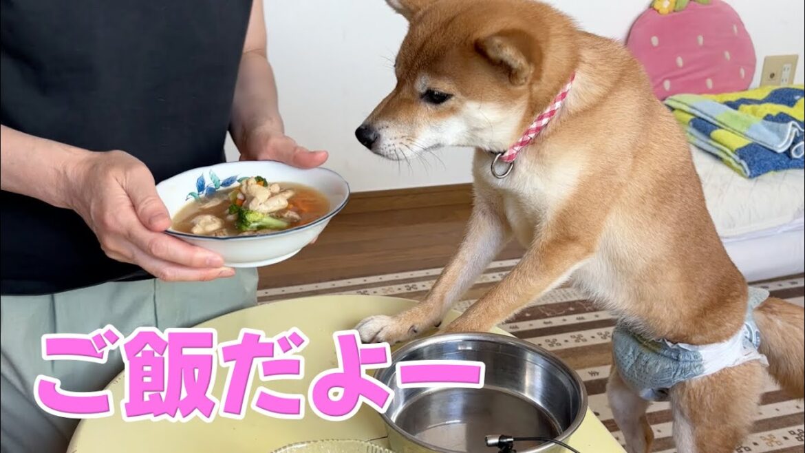【柴犬小夏】お母さんがご飯の準備してくれるとよく食べます ASMR 【柴犬小夏】お母さんがご飯の準備してくれるとよく食べます ASMR