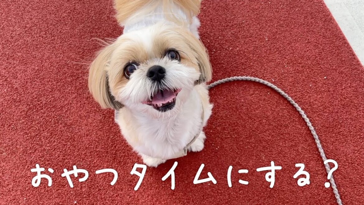【シーズー】お散歩のはずが…おやつ休憩だらけのななちゃん🐶