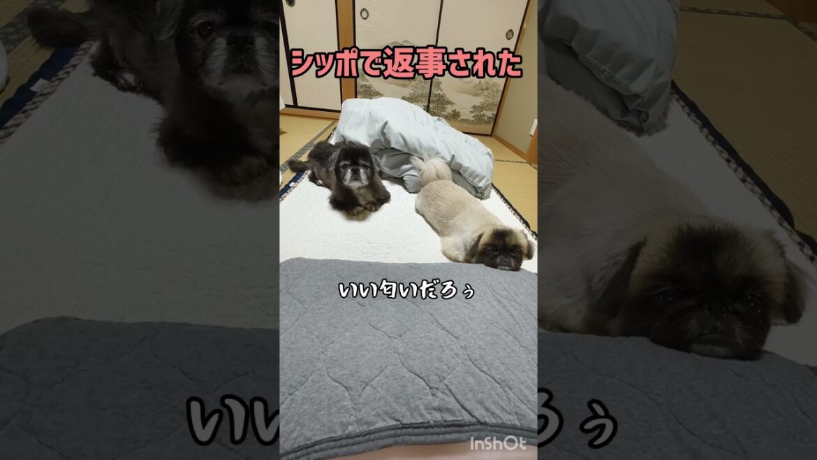 ウチのお犬様#ペキニーズ