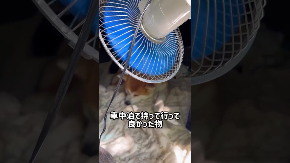 秋田犬-迅JIN- 車中泊で役立つ便利グッズを紹介します