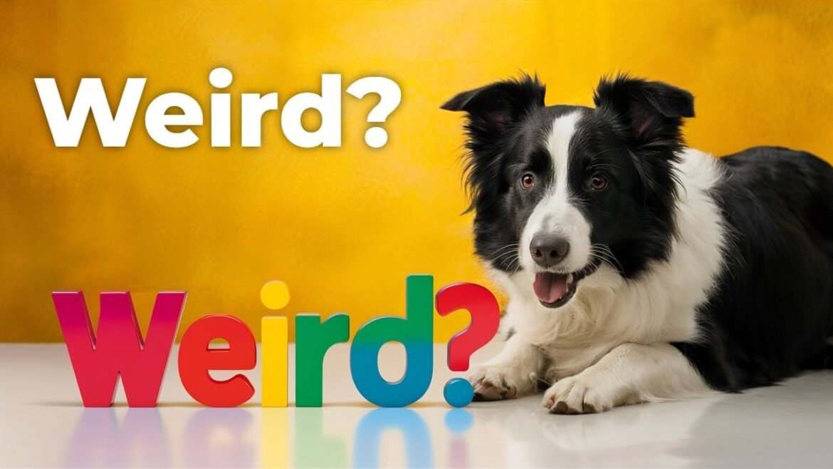 ボーダーコリーが最も奇妙な犬である理由