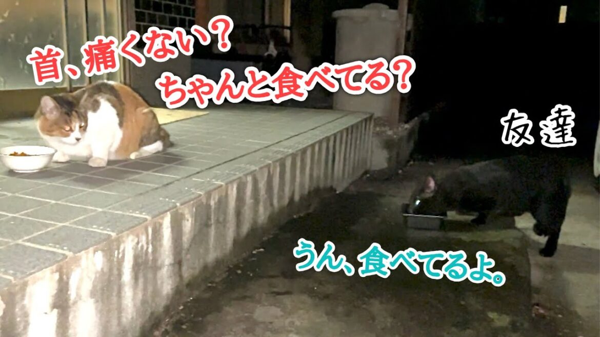 愛情深い地域猫がまたケガした友達に付き添い続けた結果…回復までの約2ヶ月の記録
