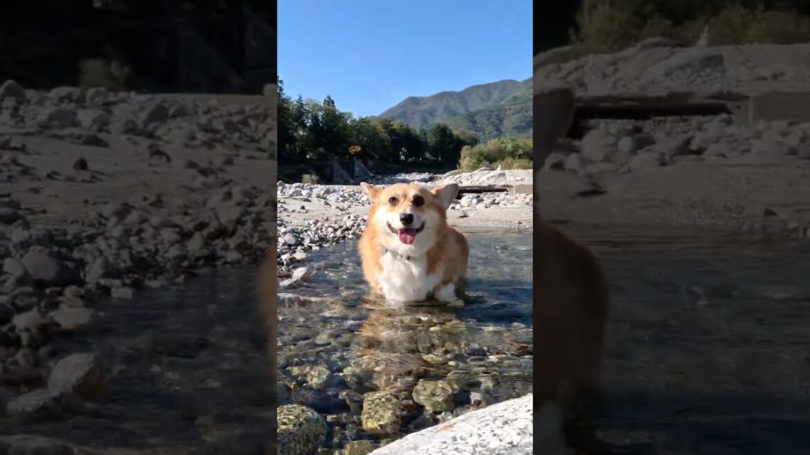水辺で心地良さそうなコーギー / A Corgi looking comfortable by the water. #コーギー #corgi #サクラ