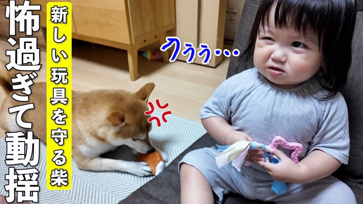 新しい玩具を守る柴犬の迫力にビビる2歳娘がこちらです笑