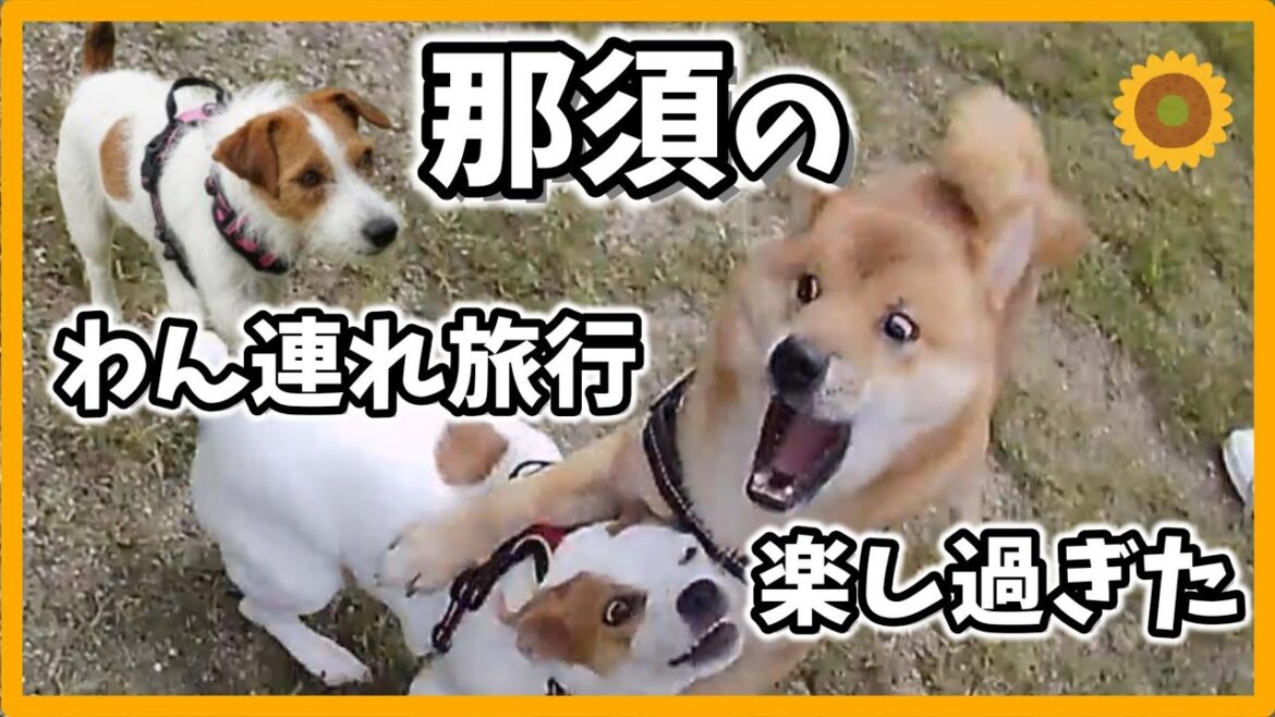 犬連れＯＫ！那須の観光と宿😊ジャックラッセルテリアのひまわり＆つばき【ひまチャンネル】