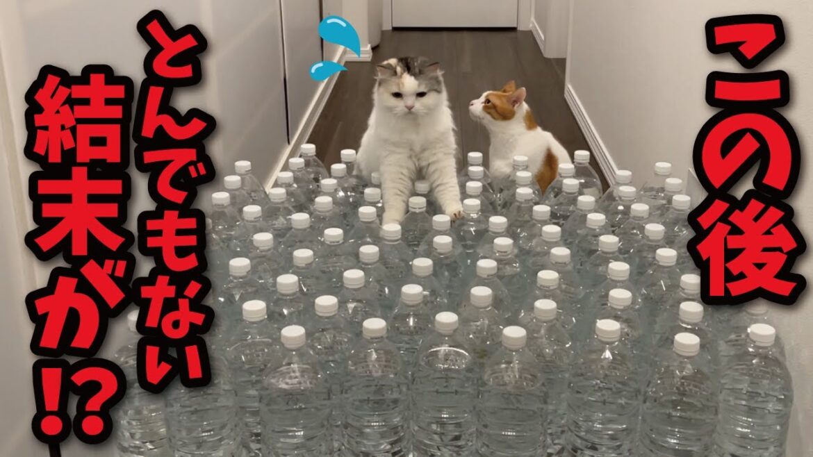 大量のペットボトルに水を入れたら猫がとんでもない行動に…！！？【関西弁でしゃべる猫】【猫アテレコ】
