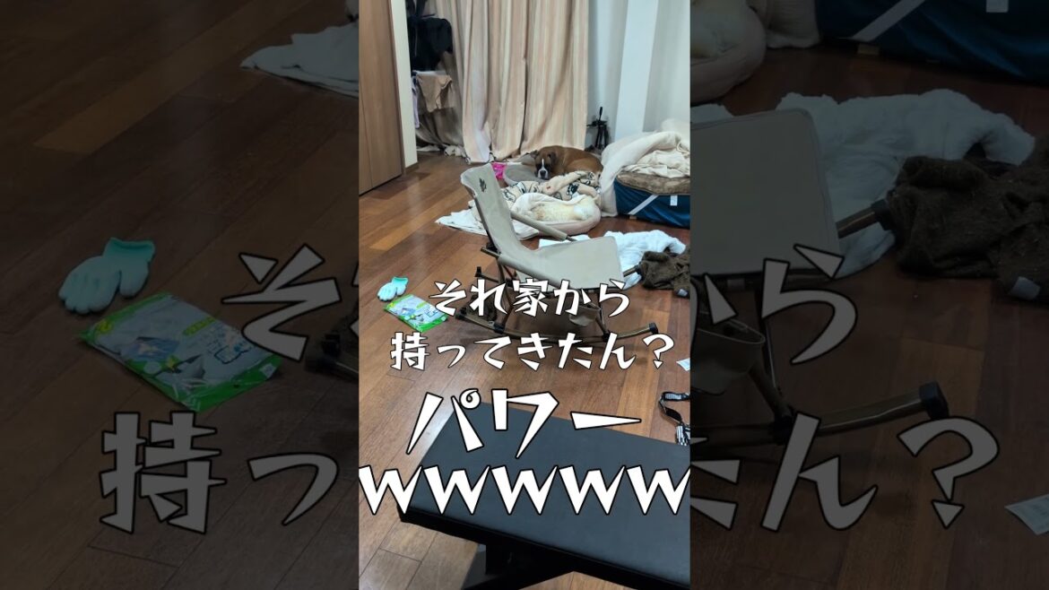 パワ子の引っ越し家財 #ボクサー犬 #ドッキリ #面白集 #コントチャンネル #犬のいる生活 #大型犬のいる生活 #ペット
