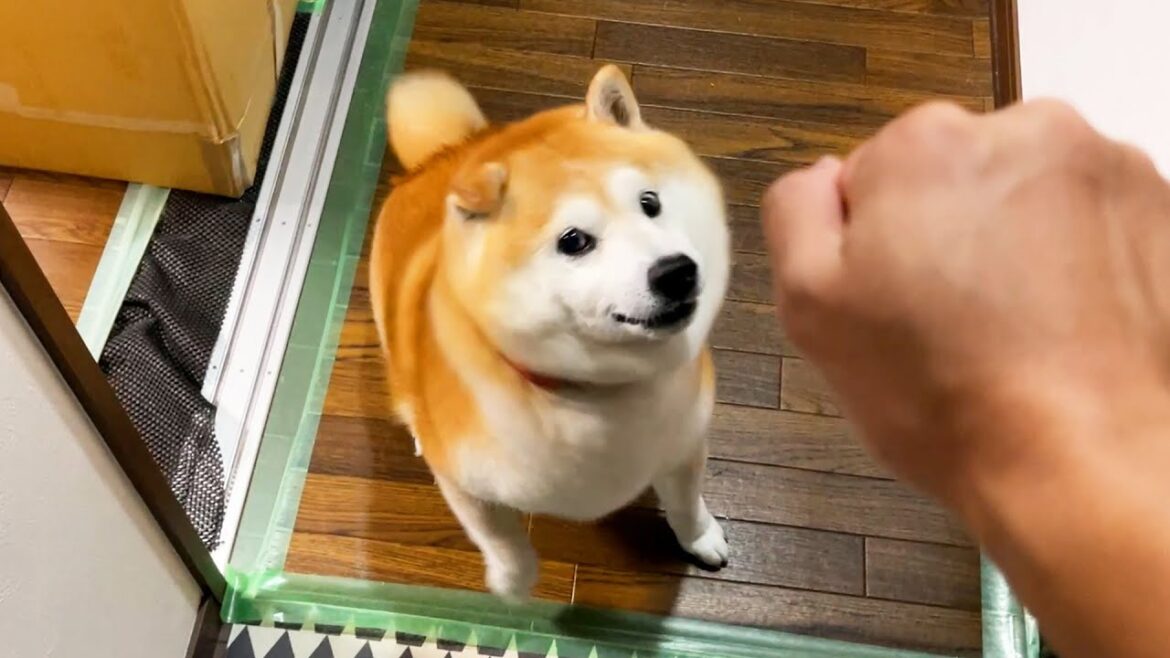 再会の喜びで大暴れしそうになる自分を理性で必死に抑え込む柴犬